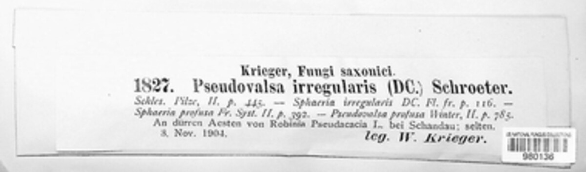 Pseudovalsa irregularis image